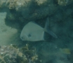 Jacks - Permit - Trachinotus falcatus