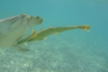 Remoras - Live sharksucker(Striped Remora) - Echeneis naucrates