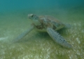 Turtle - Green Sea Turtle - Chelonia mydas