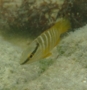 Snappers - Schoolmaster - Lutjanus apodus