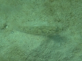 Gobies - Bridled Goby - Coryphopterus glaucofraenum