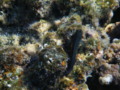 Blennies - Chestnut Blenny - Cirripectes castaneus