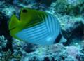 Butterflyfish - Threadfin Butterflyfish - Chaetodon auriga