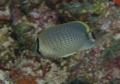 Butterflyfish - Peppered butterflyfish - Chaetodon guttatissimus