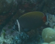 Butterflyfish - White Collar Butterflyfish - Chaetodon collare