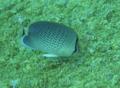 Butterflyfish - Peppered butterflyfish - Chaetodon guttatissimus