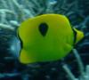 Butterflyfish - Indian Teardrop Butterflyfish - Chaetodon interruptus