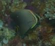 Butterflyfish - Triangle butterflyfish - Chaetodon triangulum