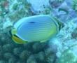 Butterflyfish - Melon butterflyfish - Chaetodon trifasciatus