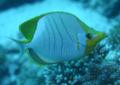 Butterflyfish - Yellowhead Butterflyfish - Chaetodon xanthocephalus