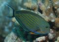 Surgeonfish - Lined Surgeonfish - Acanthurus lineatus