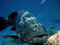 Groupers - Marbled Grouper - Epinephelus polyphekadion