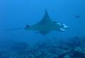 Manta Rays - Giant Manta - Manta birostris