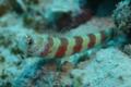 Gobies - Periophthalma prawn-goby - Amblyeleotris periophthalma