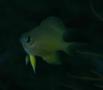 Damselfish - Whitebelly Damselfish - Amblyglyphidodon leucogaster