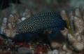 Wrasse - Yellowtail Wrasse - Anampses meleagrides