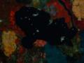 Frogfish - Painted Frogfish - Antennarius pictus