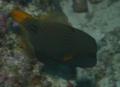 Triggerfish - Orange-striped Triggerfish - Balistapus undulatus