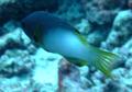 Hogfish - Axilspot Hogfish - Bodianus axillaris