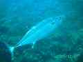 Tunas - Dogtooth Tuna - Gymnosarda unicolor