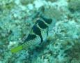 Pufferfish - Blacksaddled Toby - Canthigaster valentini