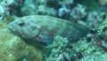 Groupers - Leopard Hind - Cephalopholis leopardus