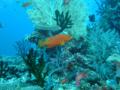 Groupers - Coral Grouper - Cephalopholis miniata