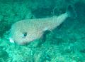 Pufferfish - Star Puffer - Arothron stellatus