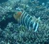 Wrasse - Red-breasted Splendour Wrasse(Red-breasted Maori Wrasse) - Cheilinus fasciatus