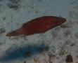 Wrasse - Snooty Wrasse - Cheilinus oxycephalus