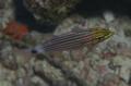 Cardinalfish - Fiveline Cardinalfish - Cheilodipterus quinquelineatus