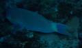 Parrotfish - Steepheaded Parrotfish - Scarus gibbus