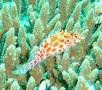 Hawkfish - Pixy Hawkfish - Cirrhitichthys oxycephalus