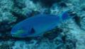 Parrotfish - Indian Ocean Steephead Parrotfish - Chlorurus strongylocephalus