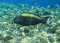 Parrotfish - Bicolour Parrotfish - Cetoscarus bicolor