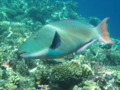 Parrotfish - Bicolour Parrotfish - Cetoscarus bicolor