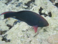 Parrotfish - Swarthy Parrotfish - Scarus niger