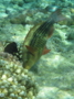 Parrotfish - Bridled Parrotfish - Scarus frenatus