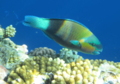 Parrotfish - Bullethead parrotfish - Chlorurus sordidus