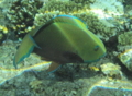 Parrotfish - Steepheaded Parrotfish - Scarus gibbus