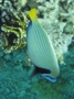 Angelfish - Emperor Angelfish - Pomacanthus imperator