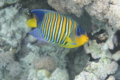 Angelfish - Royal Angelfish - Pygoplites diacanthus