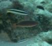 Wrasse - Exquisite Wrasse - Cirrhilabrus exquisitus