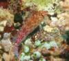 Hawkfish - Pixy Hawkfish - Cirrhitichthys oxycephalus