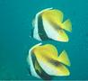 Butterflyfish - Masked Bannerfish - Heniochus monoceros