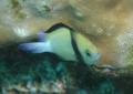 Damselfish - Cloudy Dascyllus - Dascyllus carneus