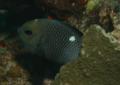 Damselfish - Threespot Dascyllus - Dascyllus trimaculatus