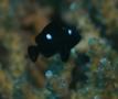 Damselfish - Threespot Dascyllus - Dascyllus trimaculatus