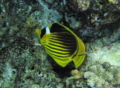 Butterflyfish - Striped Butterflyfish(Red Sea Racoon Butterflyfish) - Chaetodon fasciatus