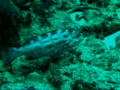 Seabasses - Yellowmouth Grouper - Mycteroperca interstitialis